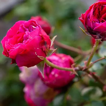 Bed & Breakfast Castello Mellana