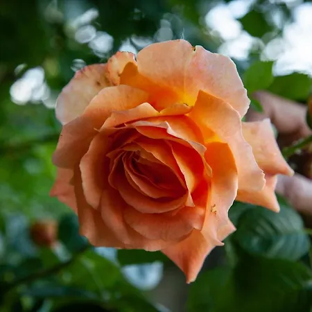 Castello Mellana Bed & Breakfast 4*