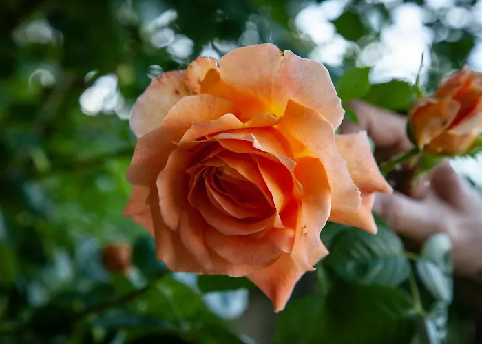 Castello Mellana Bed & Breakfast 4*